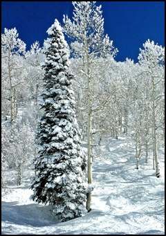 aspens and pines - Steamboat CO