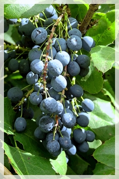 oregon grape