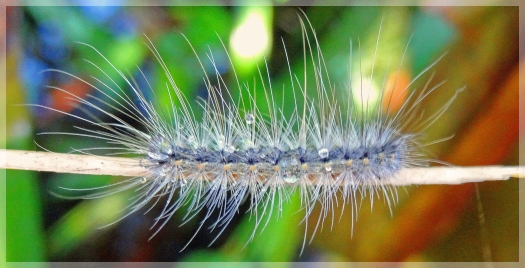 tussock mother caterpillar