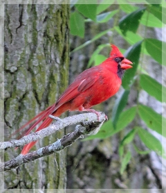 cardinal - male