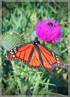 monarch butterfly - thistle