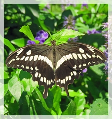 orchard swallowtail butterfly
